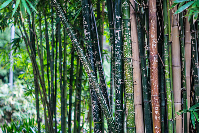 23 amuletos da sorte para atrair dinheiro e espantar o azar. Floresta de bambus, à frente bambus com inscrições em seus troncos
